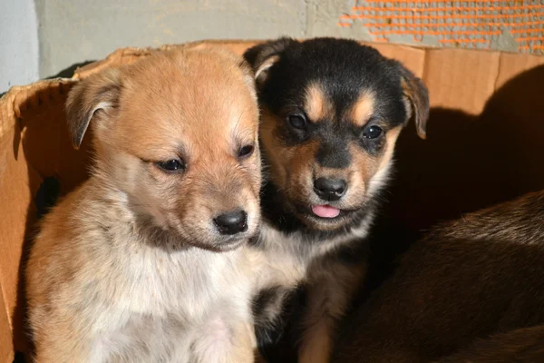 Kleine honden — Stockfoto