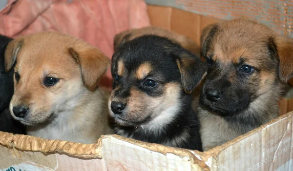 Kleine Hunde — Stockfoto