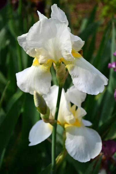 Iris German — Stock Photo, Image