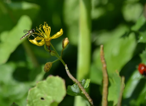 Little dragonfly on a yellow flower — Stock Photo, Image
