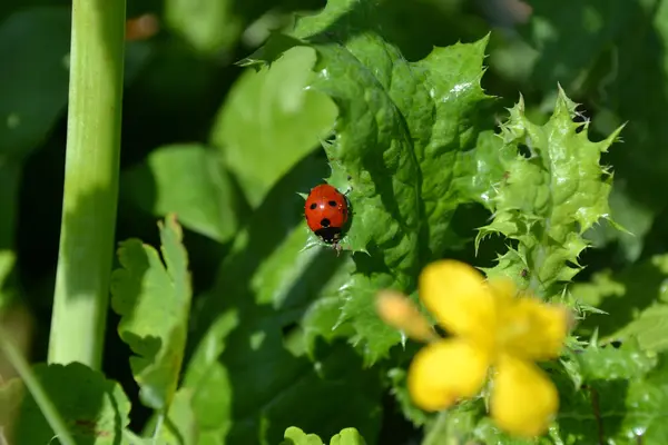 God ladybug — Stock Photo, Image