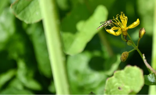 Little dragonfly on a yellow flower — Stock Photo, Image