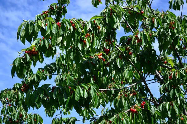 A branch of a cherry — Stock Photo, Image