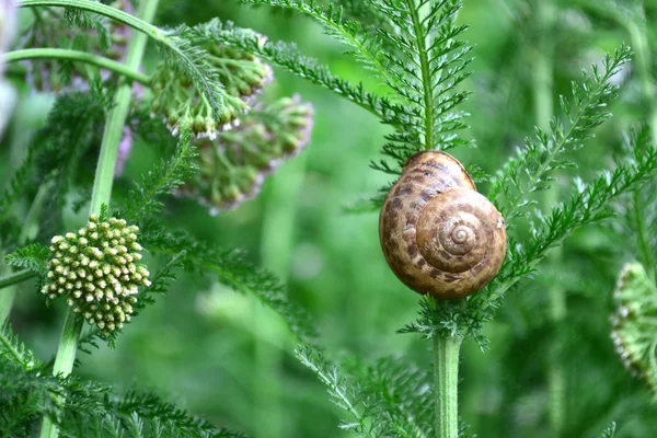 Snail on a branch — Stock Photo, Image