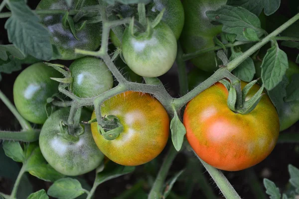 Tomatoes, green and red — Stock Photo, Image