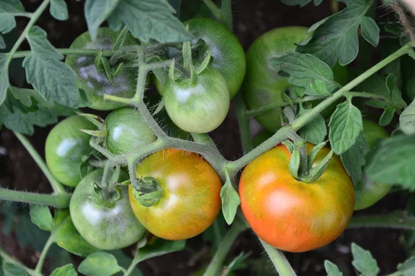 Pomodori, verdi e rossi — Foto Stock