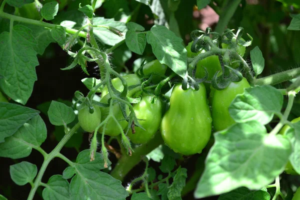 Зелені помідори — стокове фото