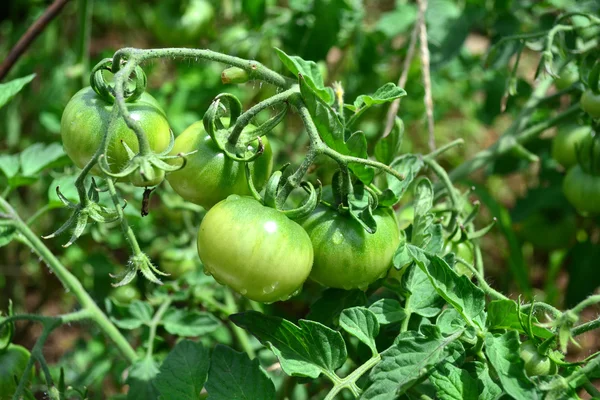 Tomates verdes — Fotografia de Stock