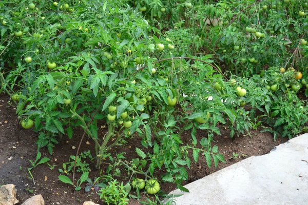 Green tomatoes — Stock Photo, Image