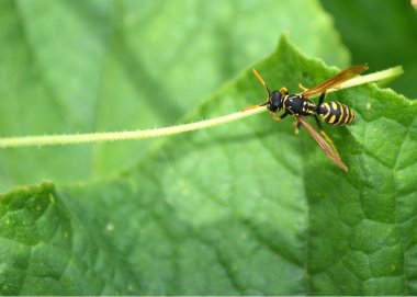 WASP yeşil yapraklarda