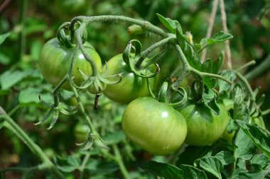 Yeşil domates