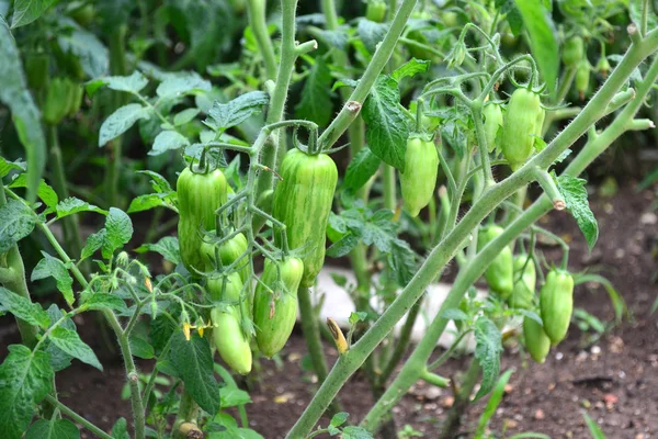 Green tomatoes — Stock Photo, Image