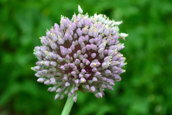 Flower garlic — Stock Photo, Image