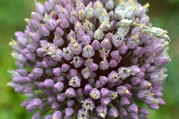 Kwiat czosnku — Zdjęcie stockowe