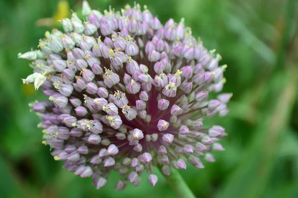 Lilac flower garlic — Stock Photo, Image