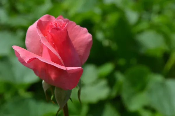 Kazanlak růže — Stock fotografie