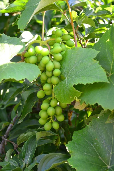 Manojos de uvas —  Fotos de Stock
