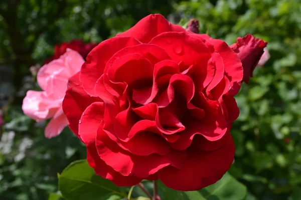 Krásná růže červená — Stock fotografie