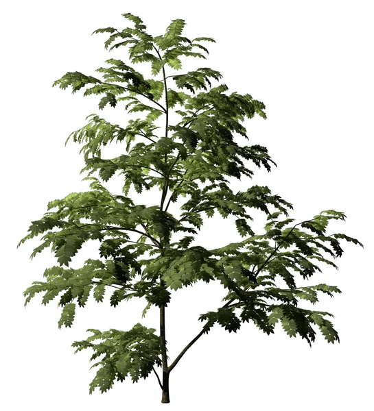 Albizzia дерево — стокове фото