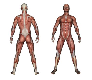 insan anatomisi - erkek kasları