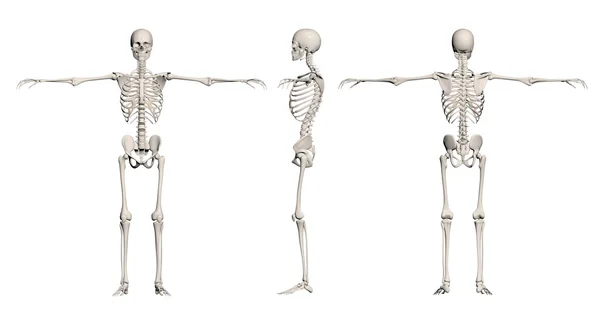 Szkielet człowieka - mężczyzna — Zdjęcie stockowe
