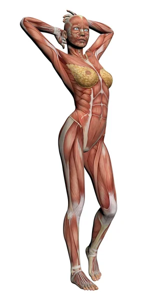 Menselijke anatomie - vrouwelijke spieren — Stockfoto