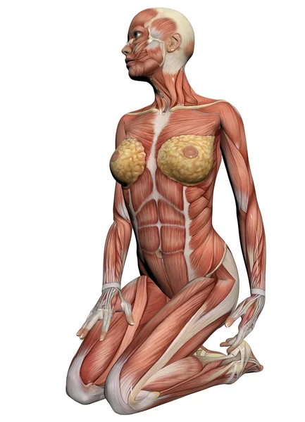 Anatomie člověka - ženské svaly — Stock fotografie