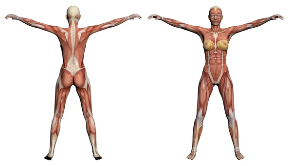 insan anatomisi - kadın kas