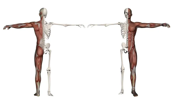 Human body of a man with muscles and skeleton — Stock Photo, Image