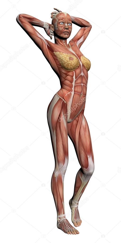 Human Anatomy - Female Muscles