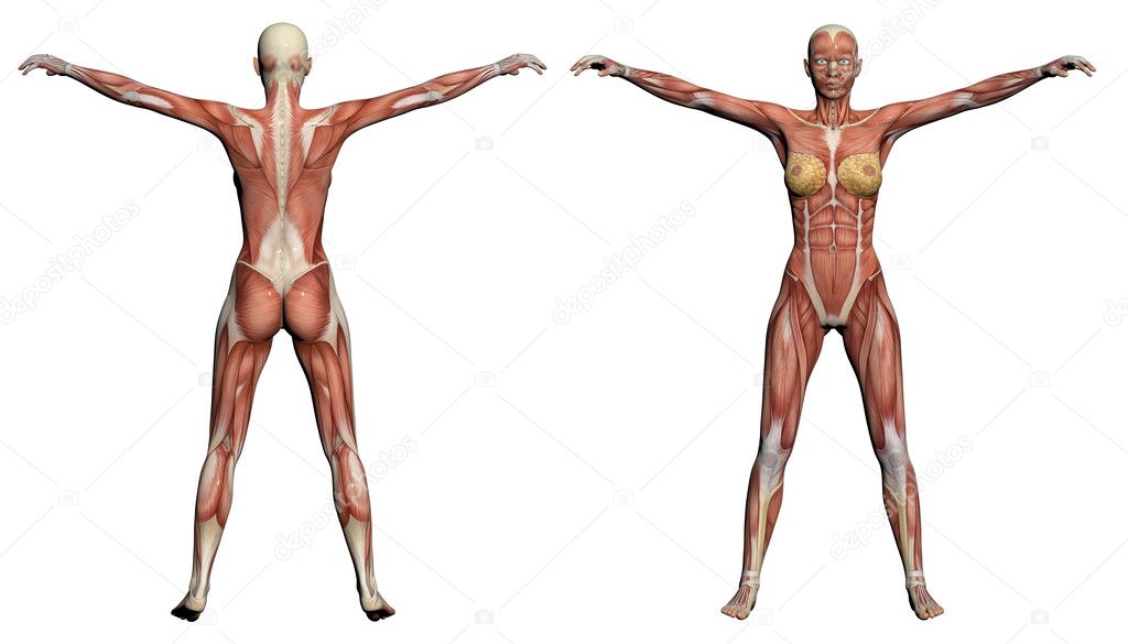 Human Anatomy - Female Muscles