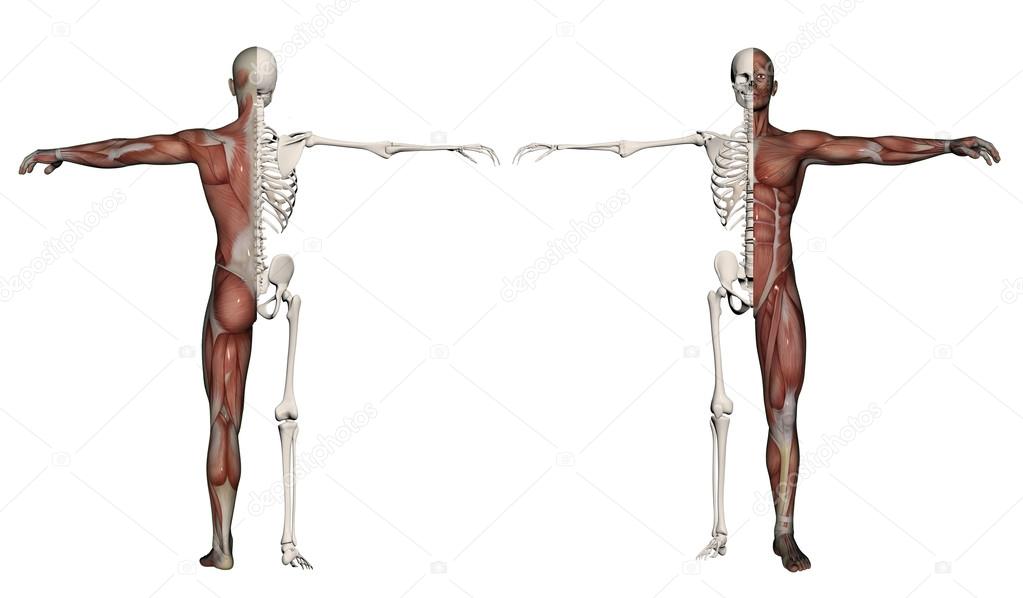 Human body of a man with muscles and skeleton