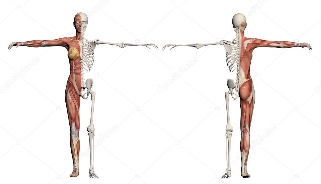 Human body of a female with muscles and skeleton