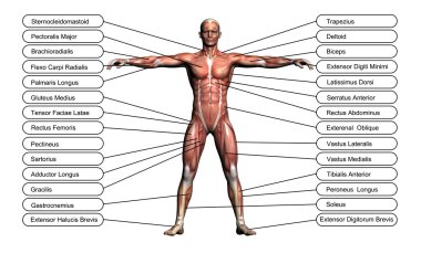 High resolution concept or conceptual 3D human anatomy clipart