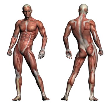 insan anatomisi - erkek kasları