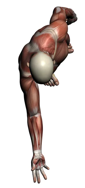 Человеческая анатомия - Мужские мышцы — стоковое фото