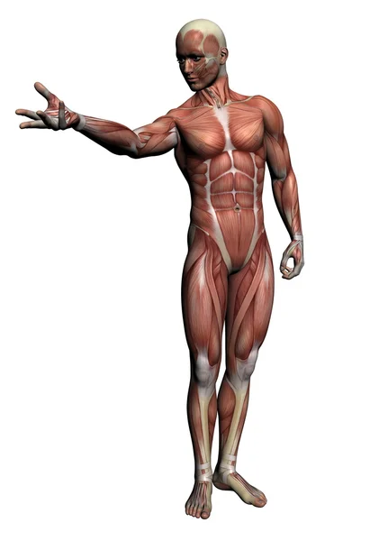 人体解剖学-男性肌肉 — 图库照片