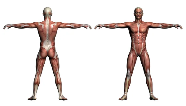 人間の解剖学 - 男性筋肉 — ストック写真