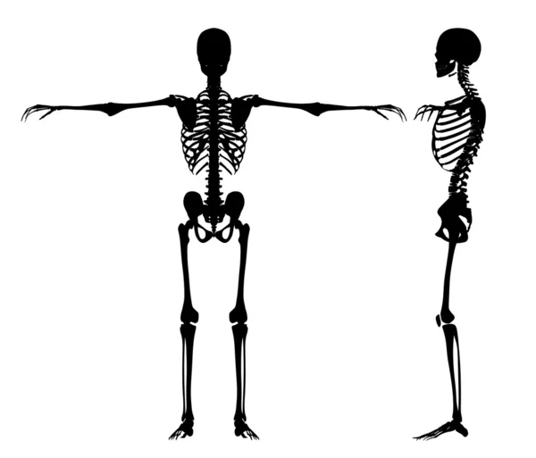Стоящие скелеты — стоковое фото