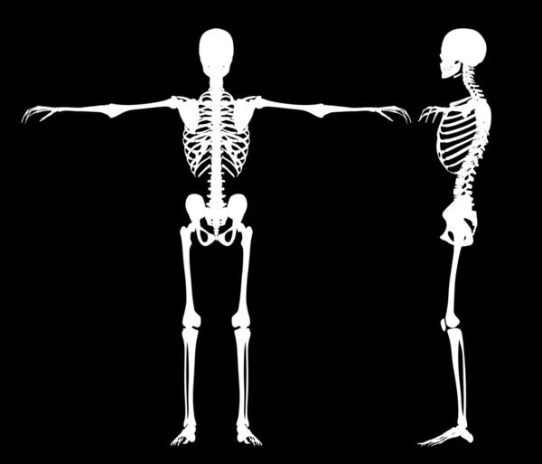 常设的骨骼 — 图库照片