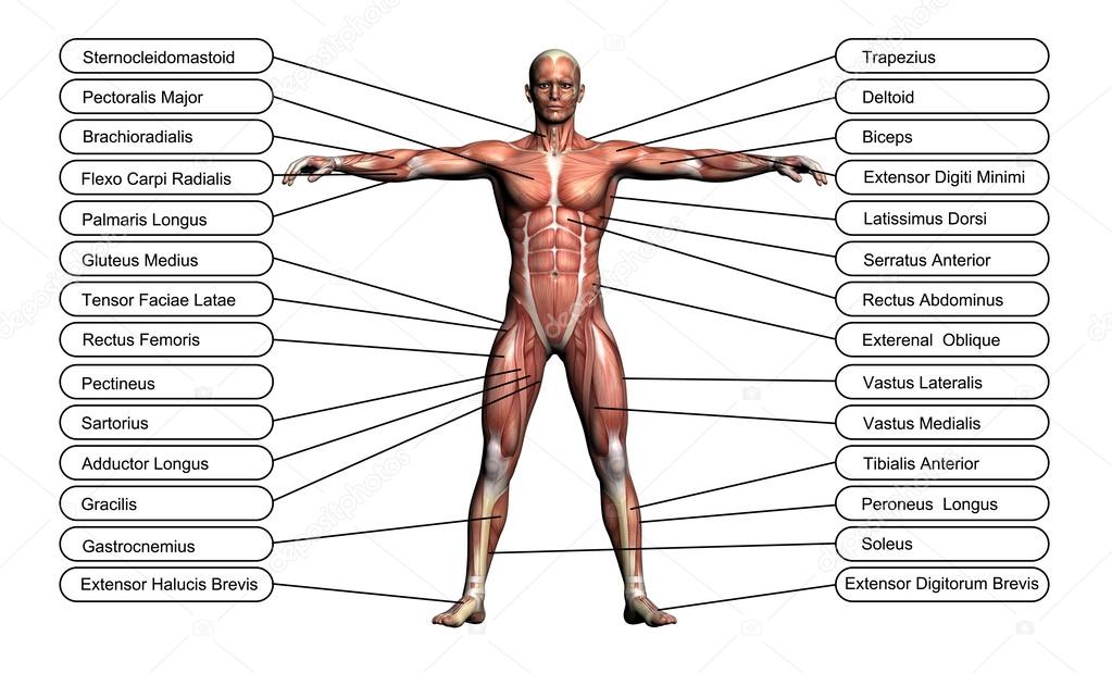 High resolution concept or conceptual 3D human anatomy
