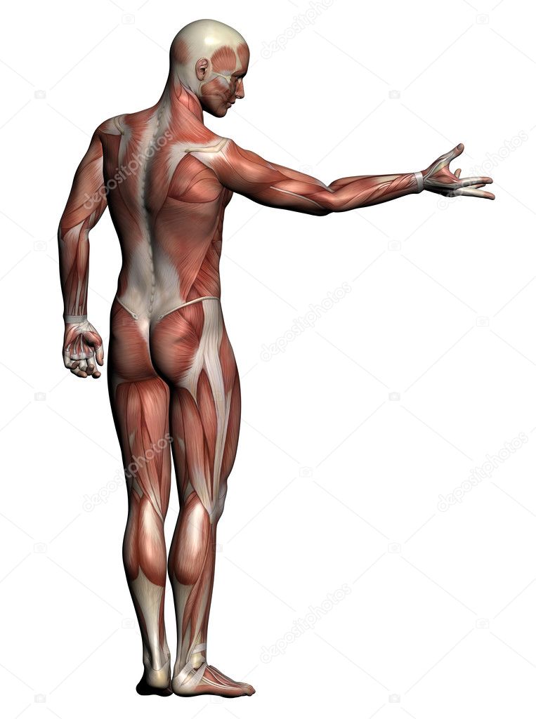 Human Anatomy - Male Muscles