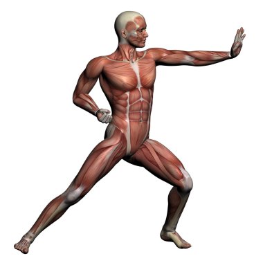 insan anatomisi - erkek kasları