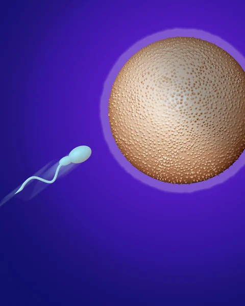 Sperm heading towards egg — Stockfoto