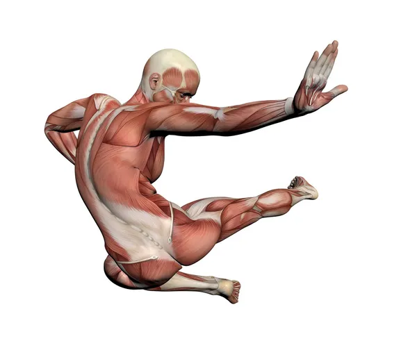 Anatomía humana - Músculos masculinos —  Fotos de Stock
