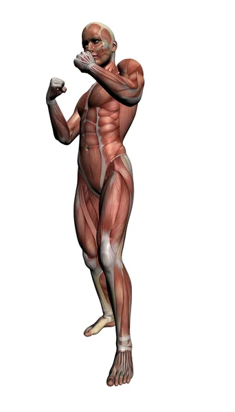 Az emberi anatómia - férfi izmok — Stock Fotó