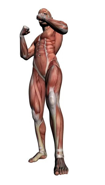 Human Anatomy - Male Muscles — Stock Photo, Image