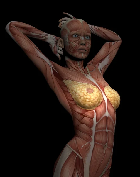 Model 3D mięśni tułowia kobiet do studiów, z piersi w fo — Zdjęcie stockowe