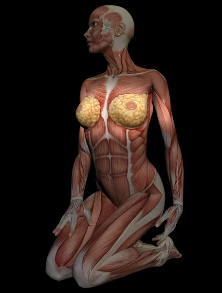 Modelo 3D de músculos del torso femenino para estudio, con mama en fo —  Fotos de Stock