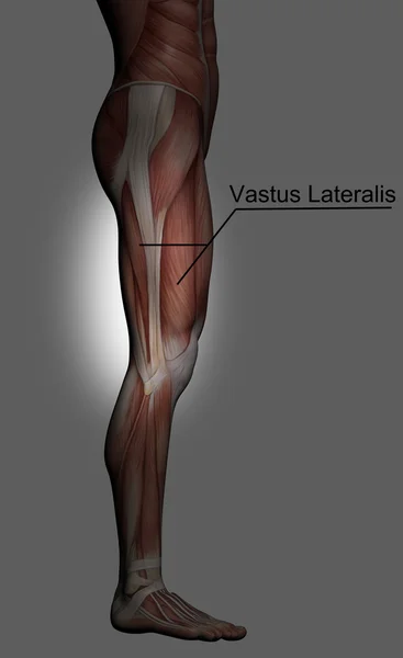 Anatomia Humana - Músculos Masculinos — Fotografia de Stock